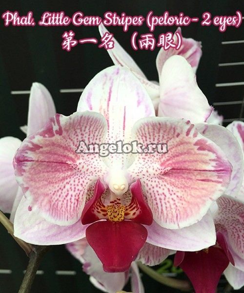 фото Фаленопсис пелорик (Phalaenopsis Little Gem Stripes (peloric - 2 eyes)) Тайвань от магазина магазина орхидей Ангелок