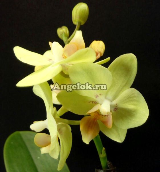 фото Фаленопсис мини (Phalaenopsis Sunhine) от магазина магазина орхидей Ангелок