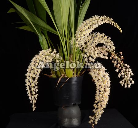 фото Целогина мультифлора (Coelogyne multiflora) от магазина магазина орхидей Ангелок