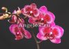 фото Фаленопсис детка (Phalaenopsis Yu Pin Burgundy) от магазина магазина орхидей Ангелок