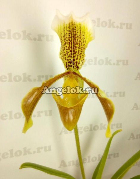 фото Пафиопедилум Замечательный (Paph. insigne) от магазина магазина орхидей Ангелок
