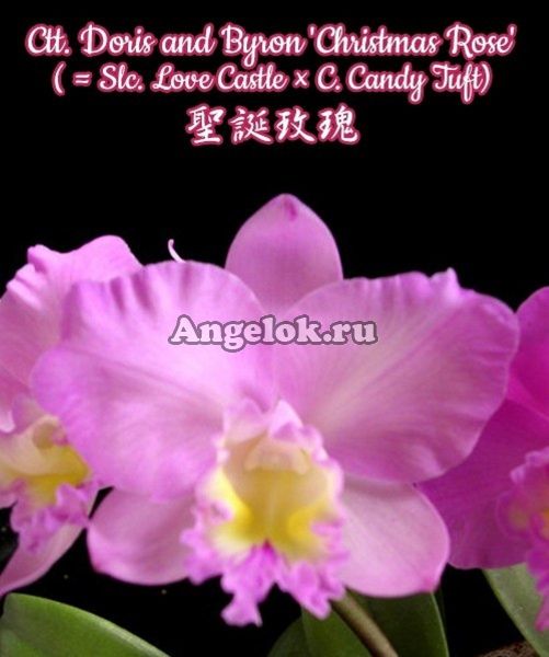 фото Каттлея (Ctt. Doris and Byron 'Christmas Rose') Тайвань от магазина магазина орхидей Ангелок