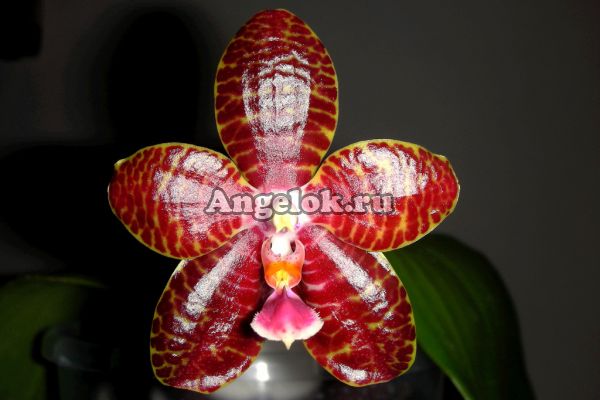фото Фаленопсис Ред Ягуар (Phalaenopsis Red Jaguar) Тайвань от магазина магазина орхидей Ангелок