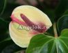 фото Антуриум Андрэ (Anthurium Andreanum) желтый от магазина магазина орхидей Ангелок