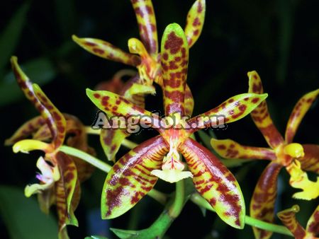 фото Фаленопсис Манна (Phalaenopsis mannii × sib) Тайвань от магазина магазина орхидей Ангелок