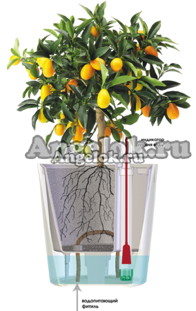 фото Кашпо с автополивом Комфорт круглое оливковое от магазина магазина орхидей Ангелок