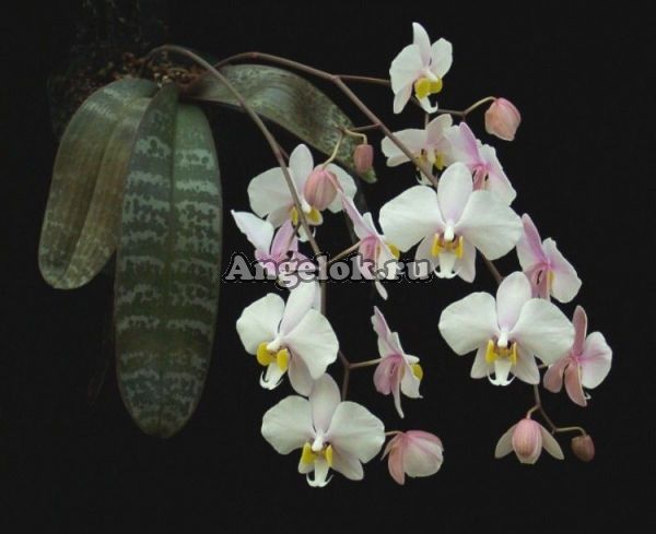 фото Фаленопсис Филиппинский (Phalaenopsis philippinensis) Тайвань от магазина магазина орхидей Ангелок