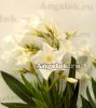 фото Олеандр (Nerium) белый от магазина магазина орхидей Ангелок