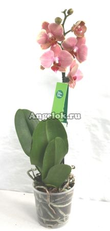 Фаленопсис (Phalaenopsis ) ph-87