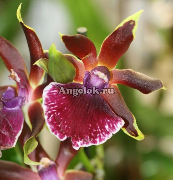 фото Зигопеталум (Zygopetalum Rhein Harlekin 'Select') от магазина магазина орхидей Ангелок