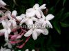 фото Жасмин многоцветковый (Jasminum polyanthum) от магазина магазина орхидей Ангелок