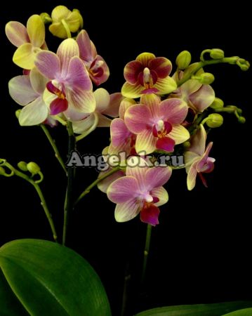 фото Фаленопсис Летняя песня (Phalaenopsis Summersong) от магазина магазина орхидей Ангелок