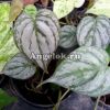 Филодендрон украшенный (Philodendron ornatum)