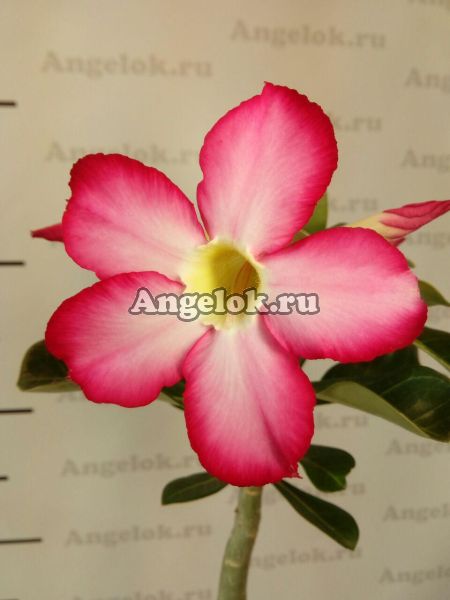 фото Адениум-сеянец (Adenium obesum) от магазина магазина орхидей Ангелок