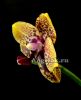 фото Фаленопсис Анаконда (Phalaenopsis Zeng Min Anaconda) от магазина магазина орхидей Ангелок