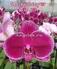 фото Фаленопсис (Phalaenopsis Miki Galaxy '69') Тайвань от магазина магазина орхидей Ангелок