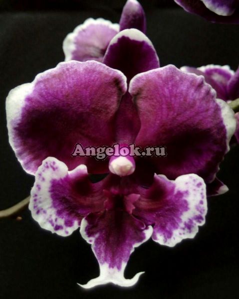 фото Фаленопсис Биг Лип (Phalaenopsis Younghome Pearl) Тайвань от магазина магазина орхидей Ангелок
