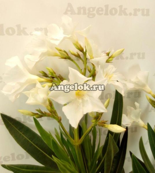 фото Олеандр (Nerium) белый от магазина магазина орхидей Ангелок