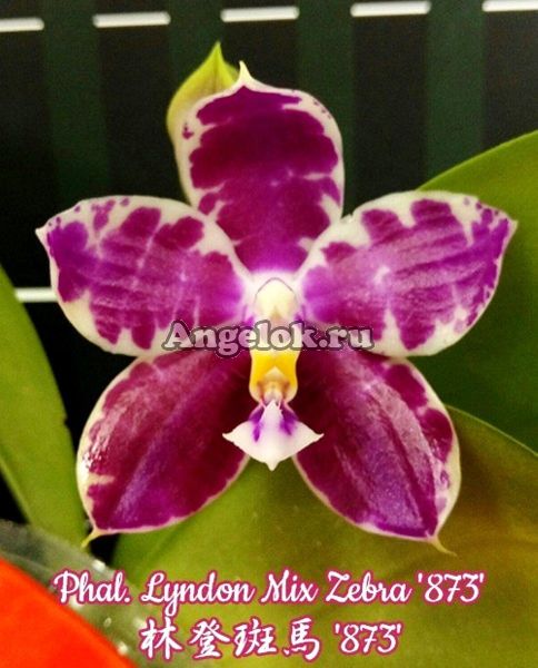 фото Фаленопсис детка (Phalaenopsis Lyndon Mix Zebra '873') Тайвань от магазина магазина орхидей Ангелок