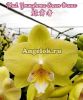 фото Фаленопсис Биг Лип (Phalaenopsis Younghome Green Dance) Тайвань от магазина магазина орхидей Ангелок
