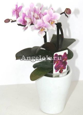 Фаленопсис мини (Phalaenopsis ) ph-27