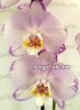 Фаленопсис Леванте (Phalaenopsis LeVante)