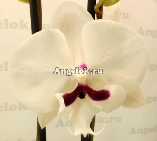 фото Фаленопсис Биг Лип (Reyoung Prinse) от магазина магазина орхидей Ангелок