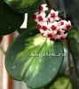 фото Хойя обовата (Hoya obovata variegata) черенок от магазина магазина орхидей Ангелок