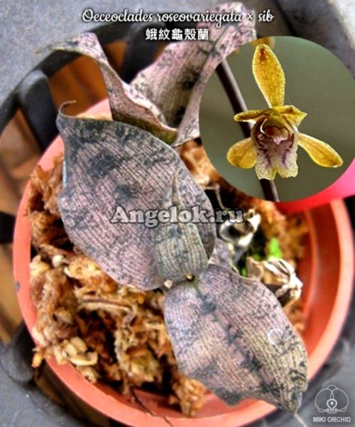 фото Оцеокладес (Oeceoclades roseovariegata) Тайвань от магазина магазина орхидей Ангелок