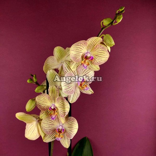 фото Фаленопсис Турин (Phalaenopsis Torino) от магазина магазина орхидей Ангелок