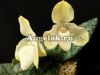 фото Пафиопедилум конколор (Paphiopedilum concolor) от магазина магазина орхидей Ангелок