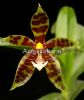 фото Фаленопсис Пантерина (Phalaenopsis pantherina) от магазина магазина орхидей Ангелок