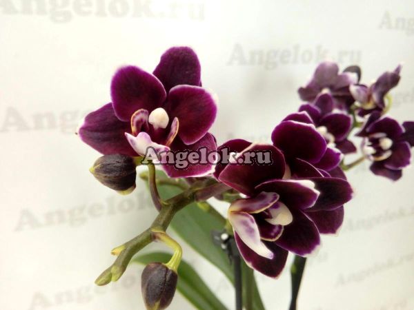 фото Фаленопсис Черный Ангел (Phalaenopsis Miki Black Angel) от магазина магазина орхидей Ангелок