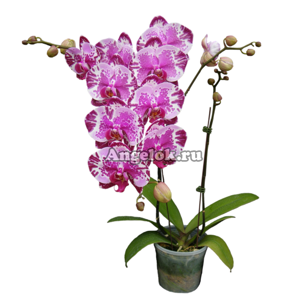 фото Фаленопсис Нью-Йорк (Phalaenopsis Younghome New York) Тайвань от магазина магазина орхидей Ангелок