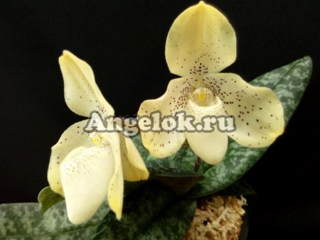 фото Пафиопедилум конколор (Paphiopedilum concolor) от магазина магазина орхидей Ангелок