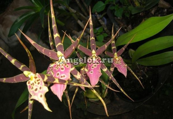 фото Камбрия (Bratonia Shelob) от магазина магазина орхидей Ангелок