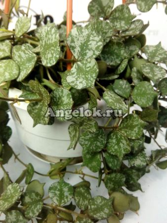 фото Хойя куртисси (Hoya curtisii) черенок от магазина магазина орхидей Ангелок