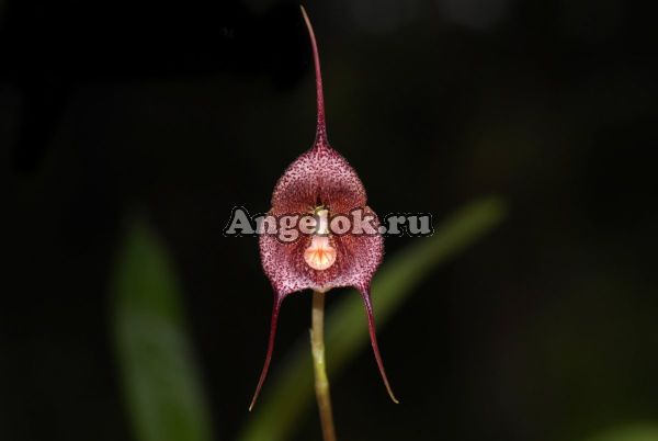 фото Дракула (Dracula soennemarkii) от магазина магазина орхидей Ангелок