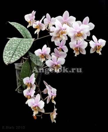 фото Фаленопсис Филадельфия (Phalaenopsis Philadelphia) от магазина магазина орхидей Ангелок