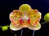 фото Фаленопсис (Phalaenopsis Little Bee) Тайвань от магазина магазина орхидей Ангелок