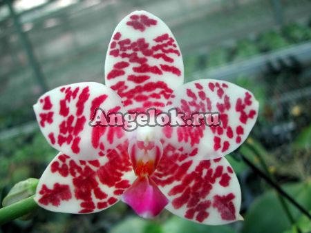 Фаленопсис (Phalaenopsis Auspice Knight 'KF') Тайвань