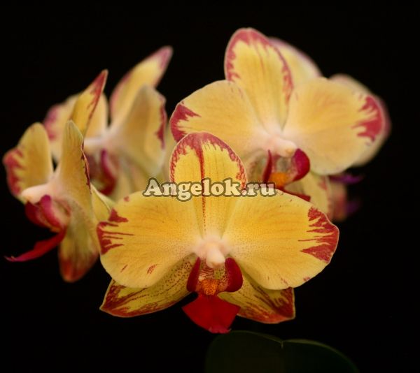 фото Фаленопсис Попугай (Phalaenopsis Papagayo) от магазина магазина орхидей Ангелок