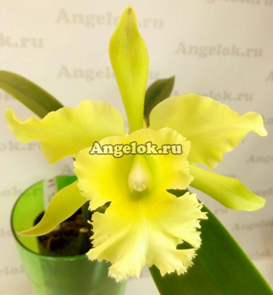 фото Каттлея (Blc.Ports Of Paradise 'Chief Green') Тайвань от магазина магазина орхидей Ангелок