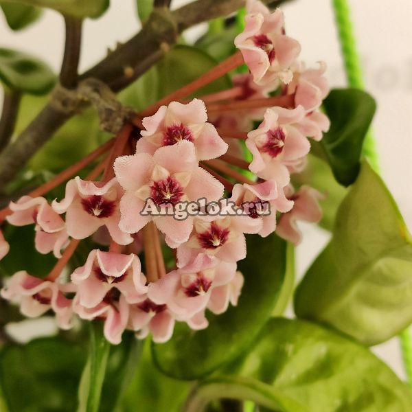 фото Хойя карноза кринкл 8 (Hoya Carnosa Krinkle 8) черенок от магазина магазина орхидей Ангелок