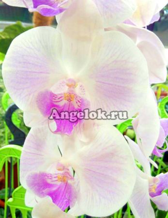 фото Фаленопсис Биг Лип розовый (Phalaenopsis Big Lip Pink) от магазина магазина орхидей Ангелок