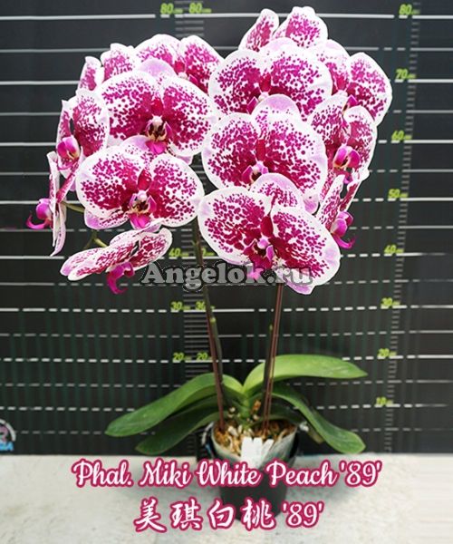 фото Фаленопсис детка (Phalaenopsis Miki White Peach '89') Тайвань от магазина магазина орхидей Ангелок