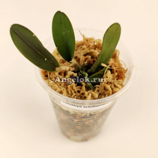 фото Каттлея Шиллера (Cattleya schilleriana) от магазина магазина орхидей Ангелок