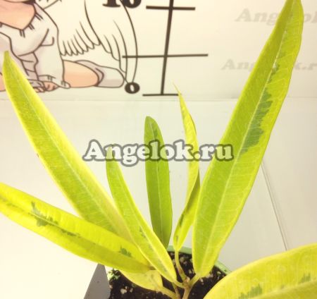 фото Фикус Биннендийка (F.binnendijkii 'Amstel Gold') Амстел Голд от магазина магазина орхидей Ангелок