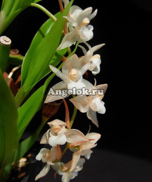 фото Фолидота (Pholidota chinensis) Тайвань от магазина магазина орхидей Ангелок