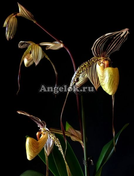 фото Пафиопедилум (Paphiopedilum St. Swithin x adductum) от магазина магазина орхидей Ангелок
